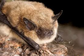 Bat image